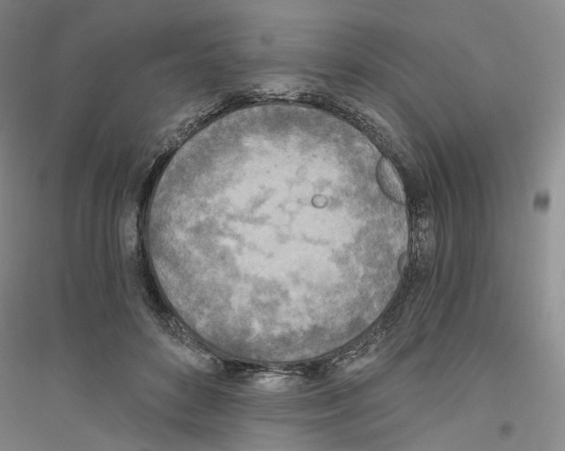 X0000116860504201002021109