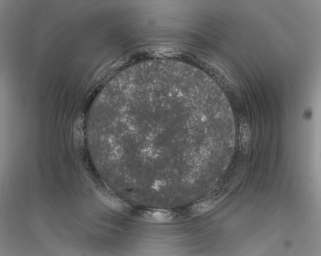 X0000116860506201002021109