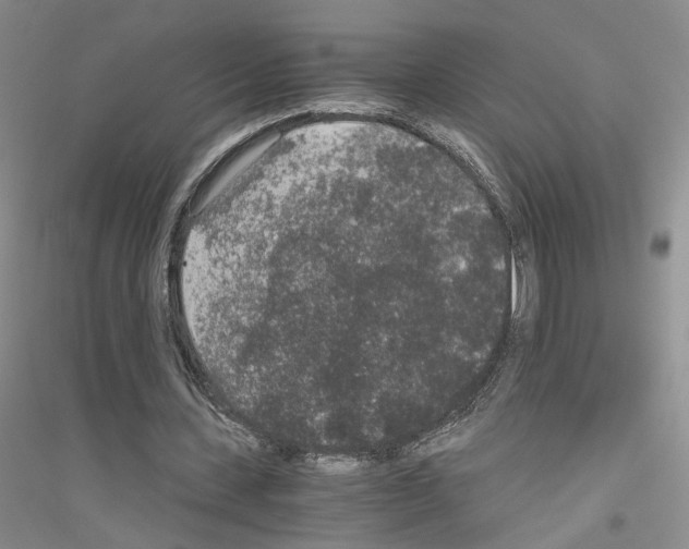 X0000116860531201002021108