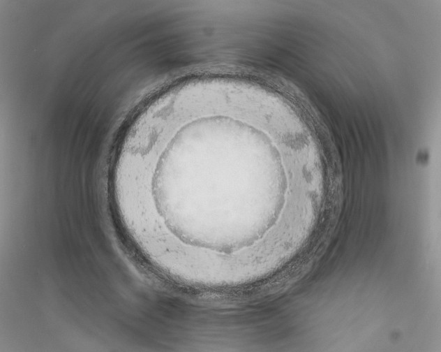 X0000116860534201002021108