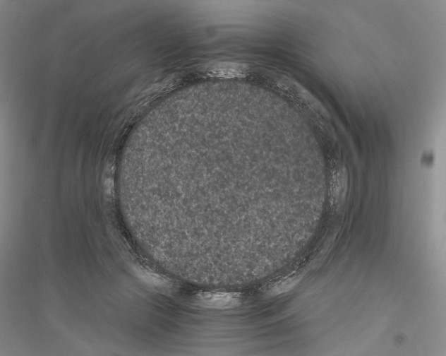 X0000116860553201002021108