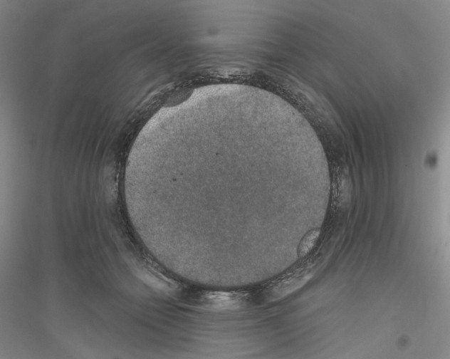 X0000116860558201002021108