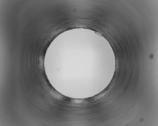 X0000116860575201002021109