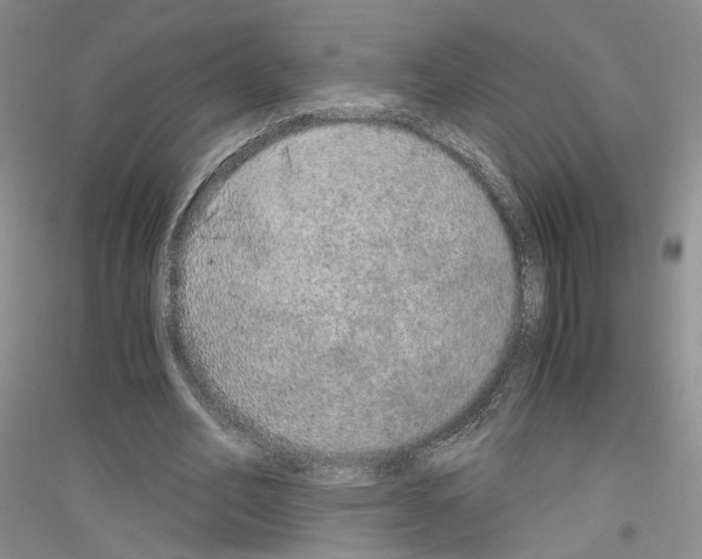 X0000116860582201002021108