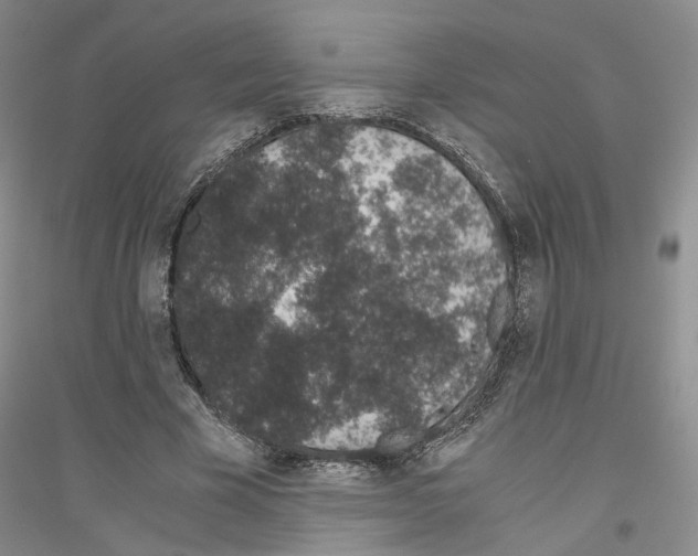 X0000116860585201002021108