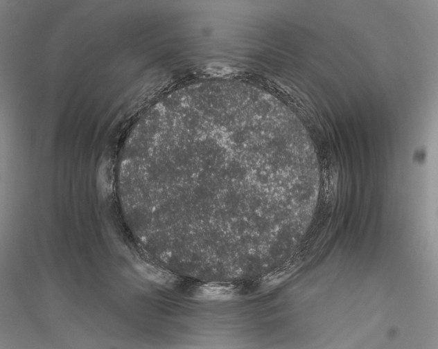 X0000116860606201002021108