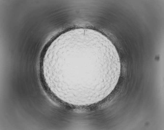 X0000116860630201002021107