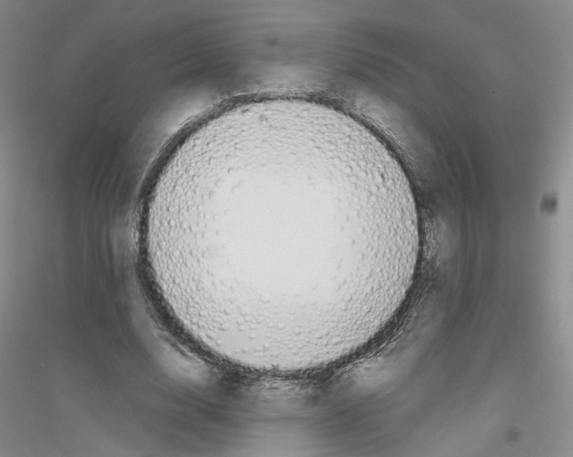 X0000116860632201002021107