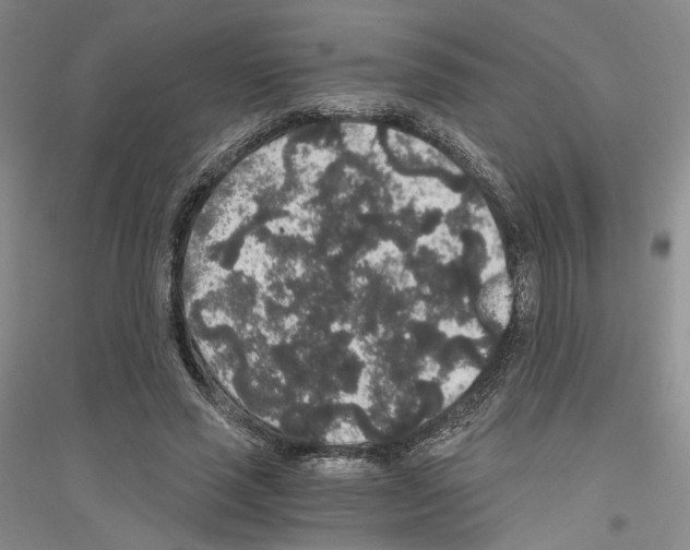 X0000116860637201002021107