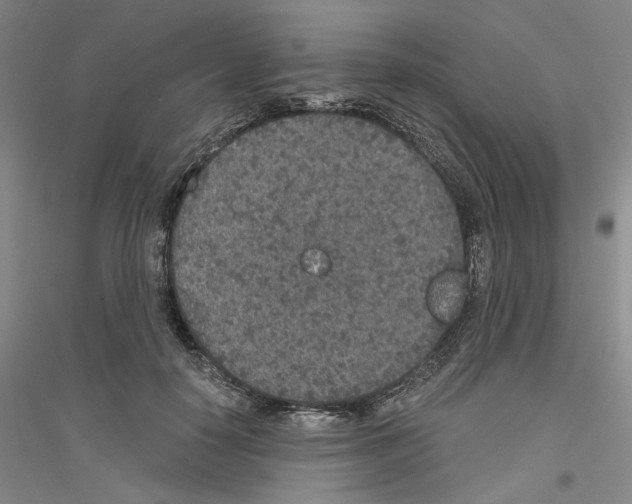 X0000116860650201002021107