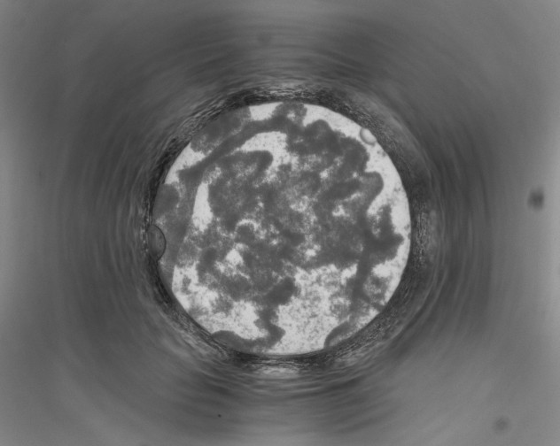 X0000116860653201002021107