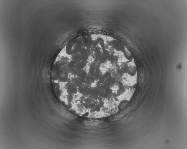 X0000116860661201002021107