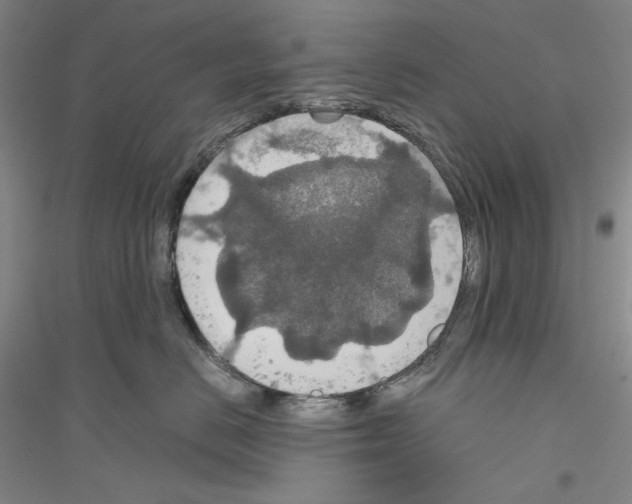 X0000116860670201002021107