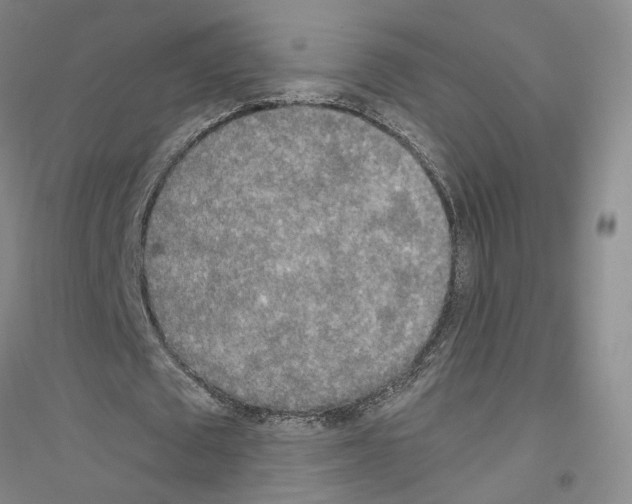 X0000116860673201002021107