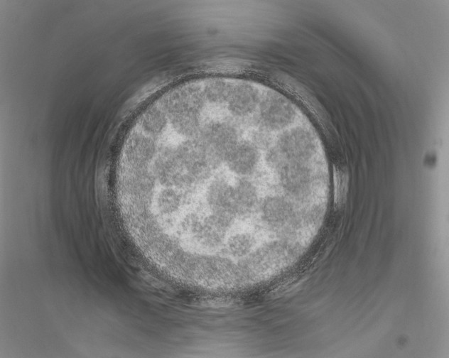 X0000116860675201002021107