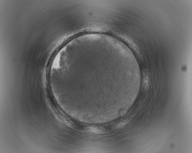 X0000116860678201002021107