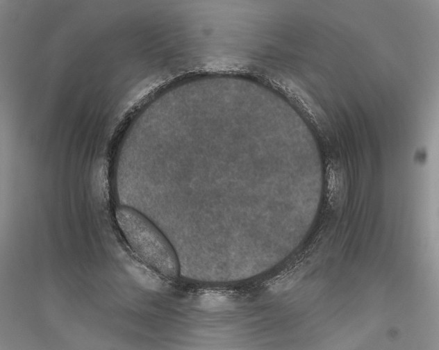 X0000116860684201002021107