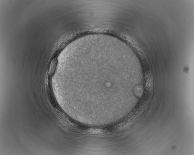 X0000116860685201002021107