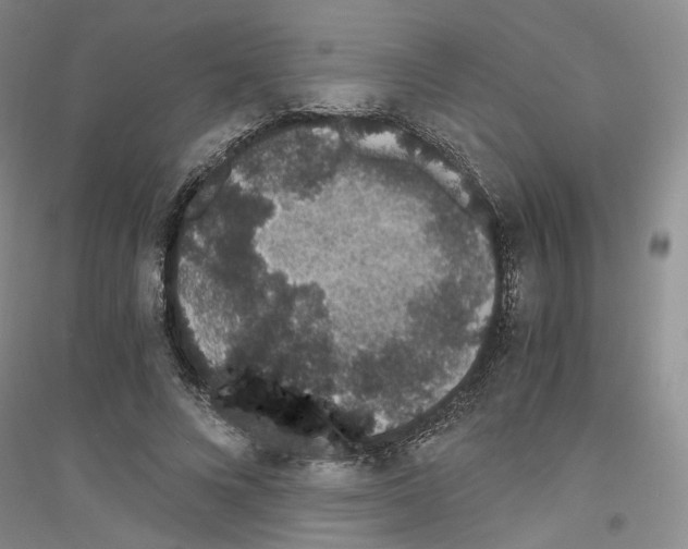 X0000116860688201002021106