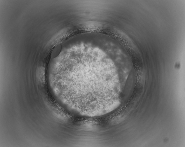 X0000116860696201002021106