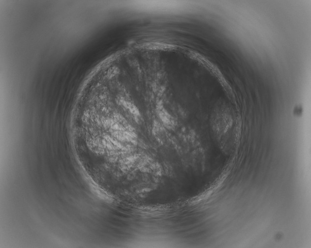 X0000116860725201002021105