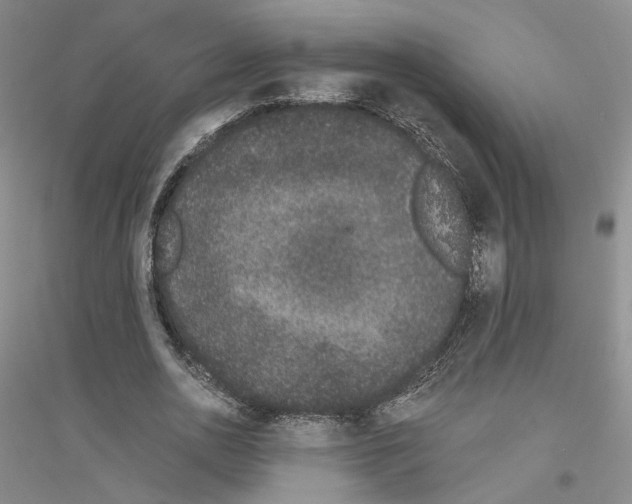 X0000116860726201002021105