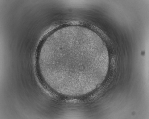 X0000116860730201002021106