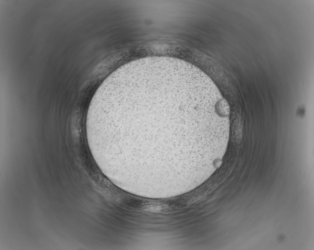 X0000116860746201002021106