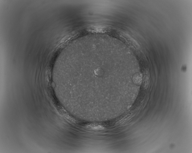 X0000116860747201002021106