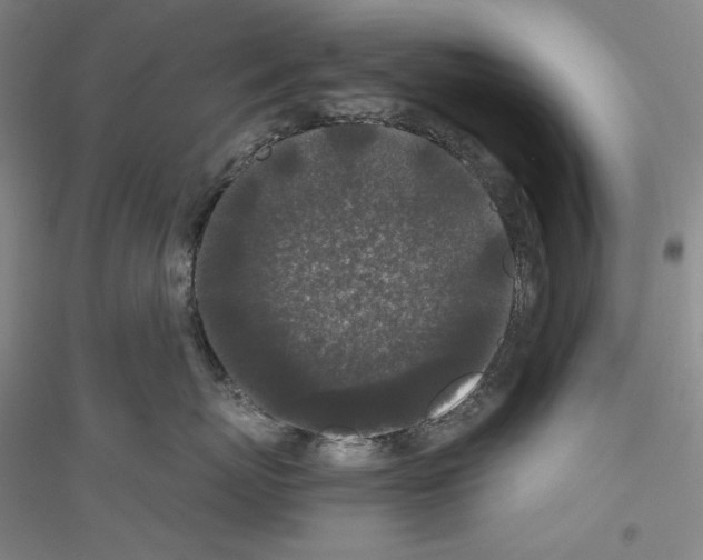 X0000116860767201002021106