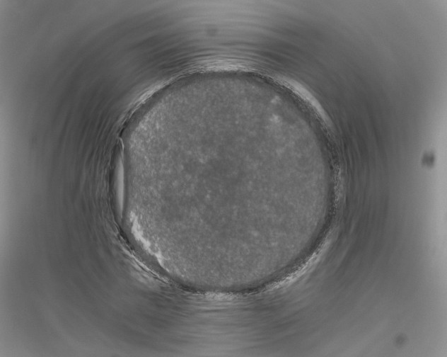 X0000116860777201002021105