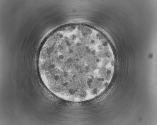 X0000116860783201002021105