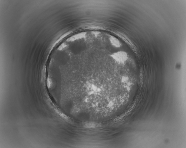 X0000116860790201002021105