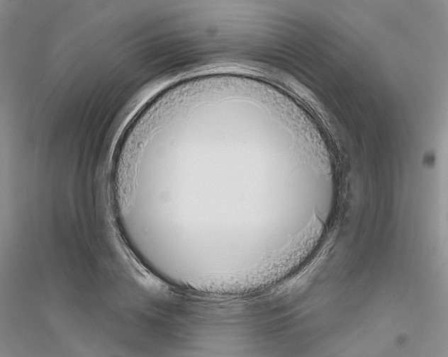 X0000116860836201002021104