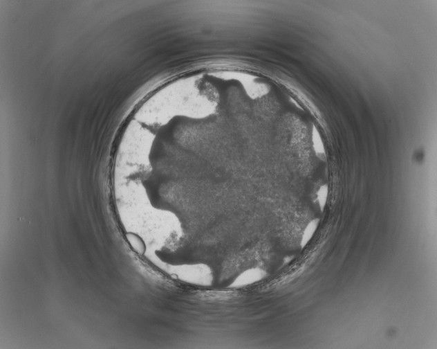 X0000116860853201002021105