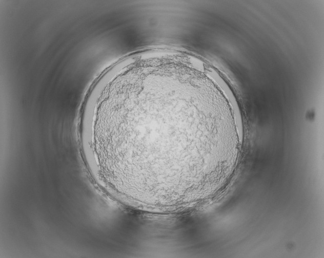 X0000116860856201002021105