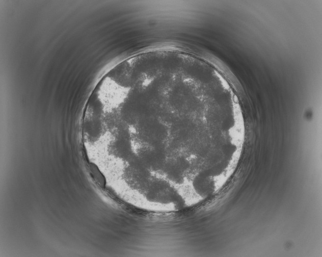 X0000116860858201002021105