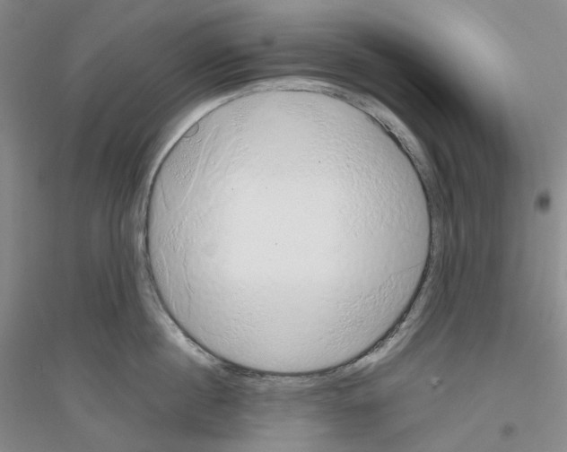 X0000116860860201002021105