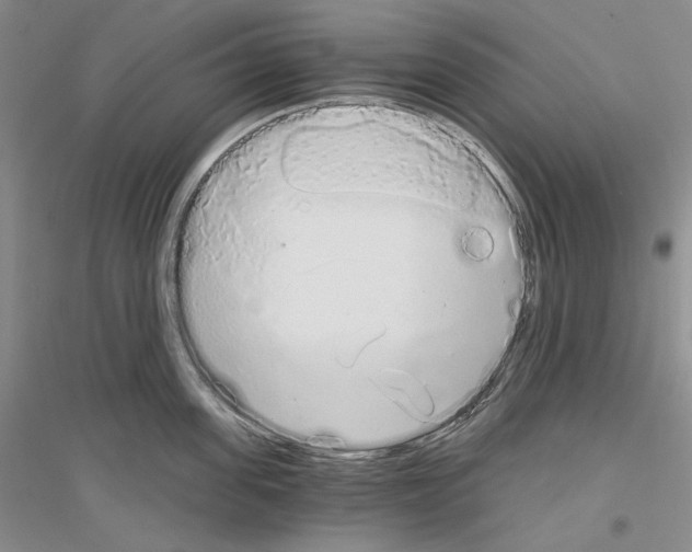 X0000116860955201002021103