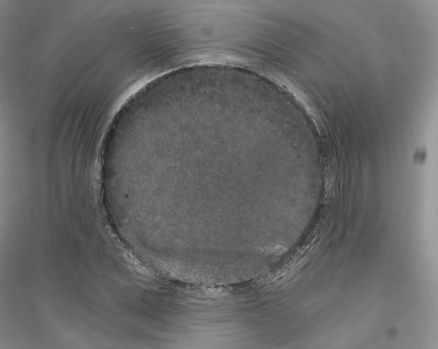 X0000116860975201002021103