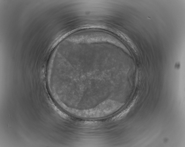 X0000116860985201002021102