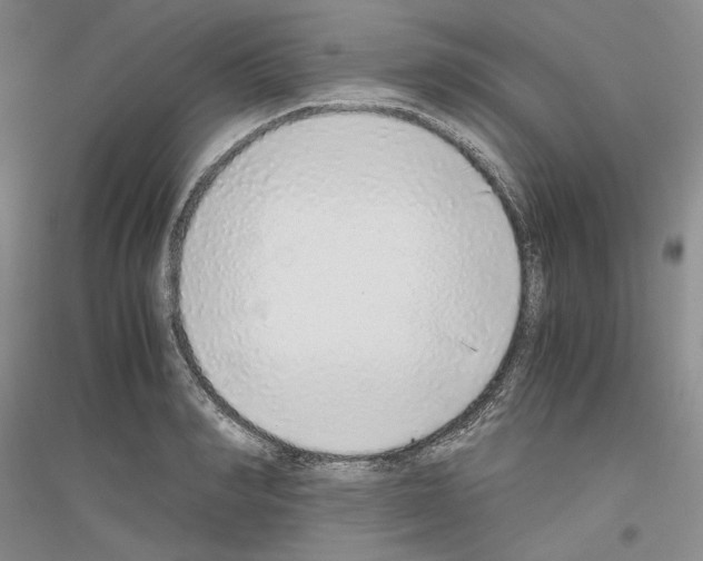 X0000116860990201002021102