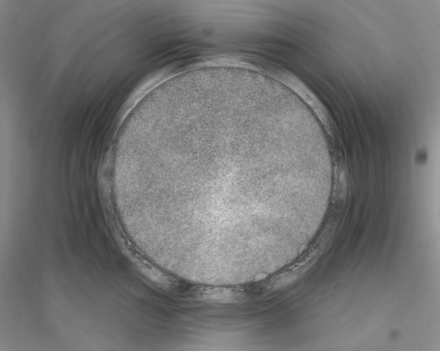 X0000116861002201002021102