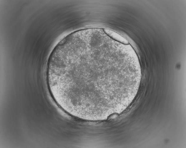 X0000116861005201002021102