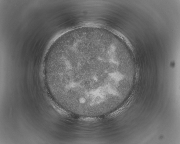 X0000116861027201002021102