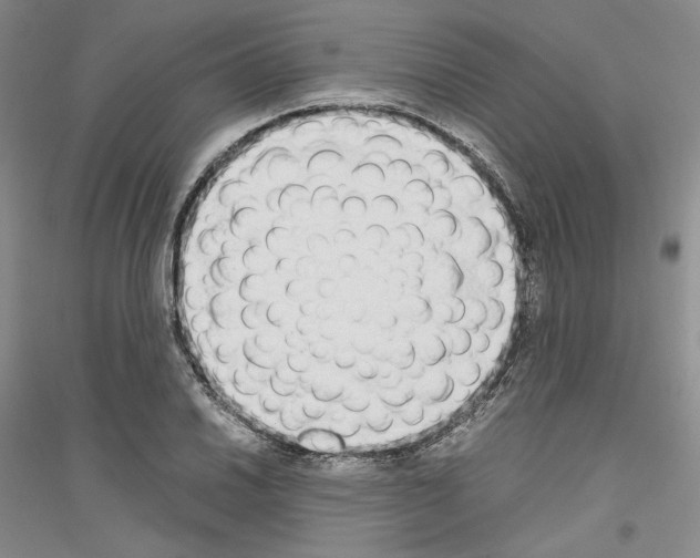 X0000116861030201002021102