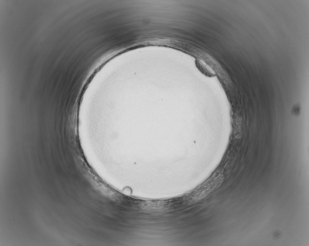 X0000116861036201002021102