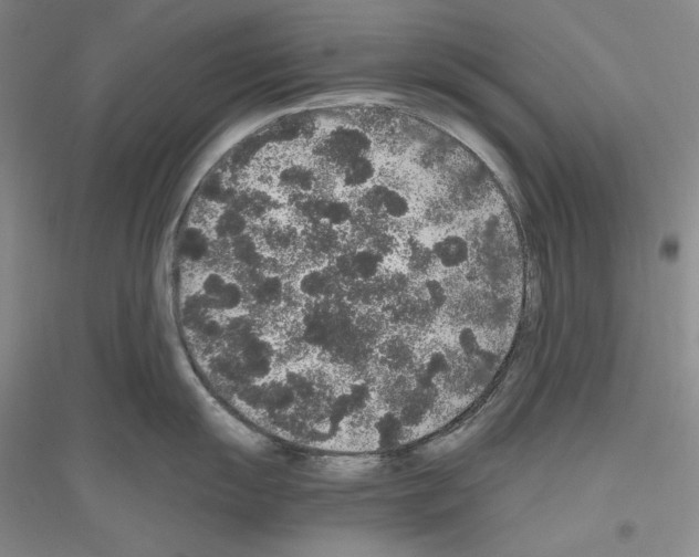 X0000116861055201002021102