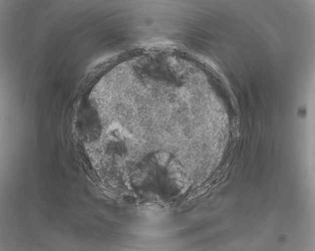 X0000116861063201002021101