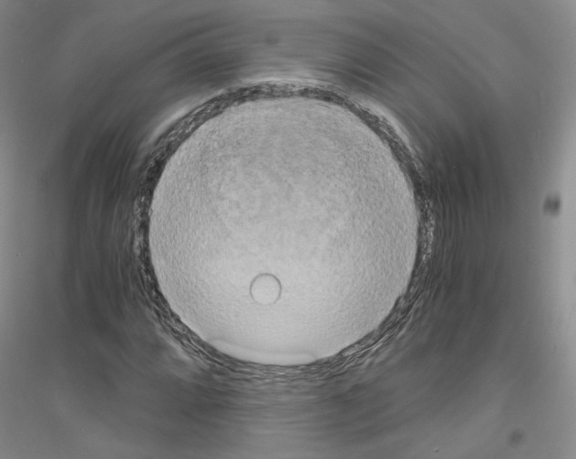 X0000116861064201002021101